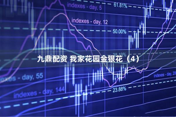 九鼎配资 我家花园金银花（4）